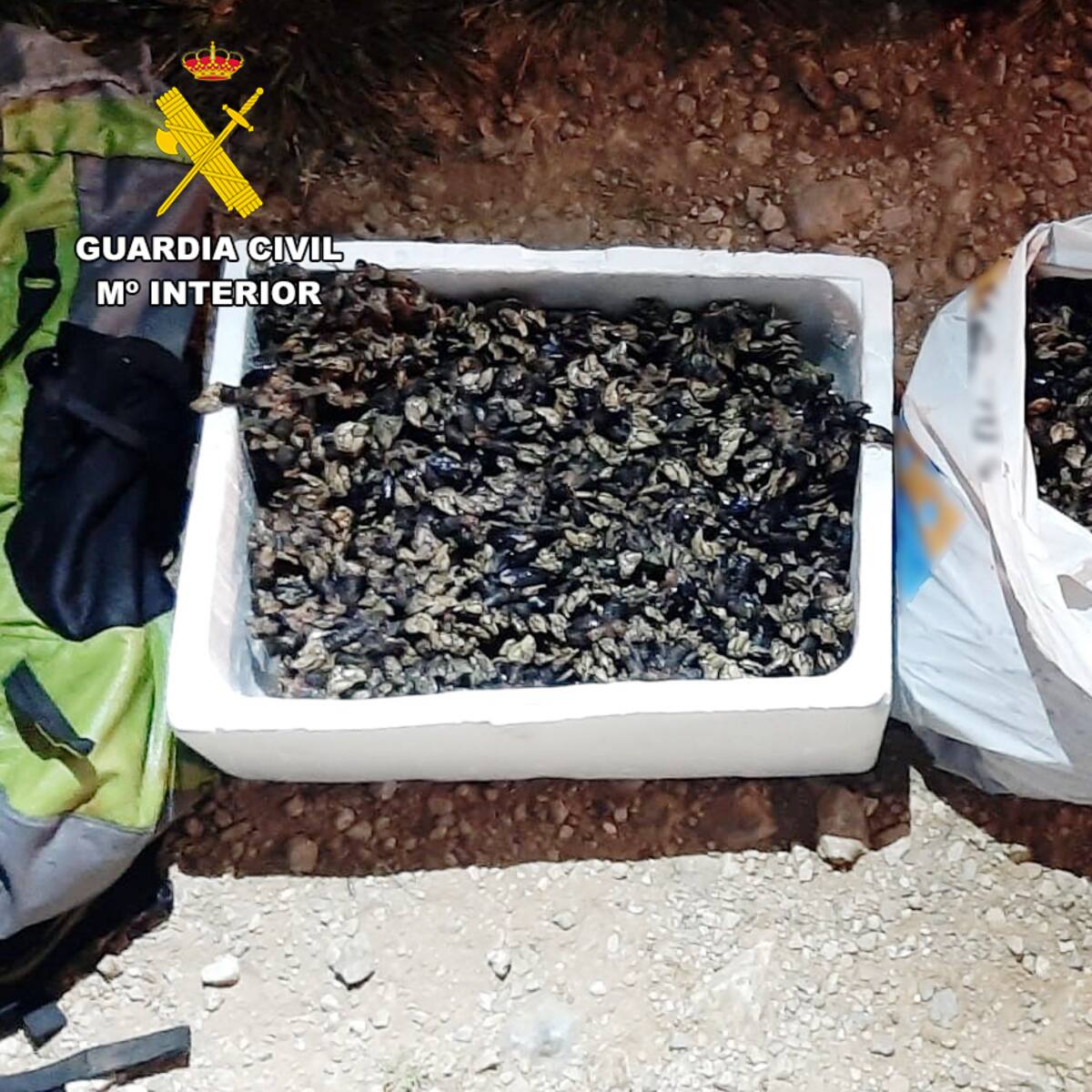 La Guardia Civil intercepta en los acantilados de Alfoz de Lloredo a un furtivo con 15 kilos de percebes