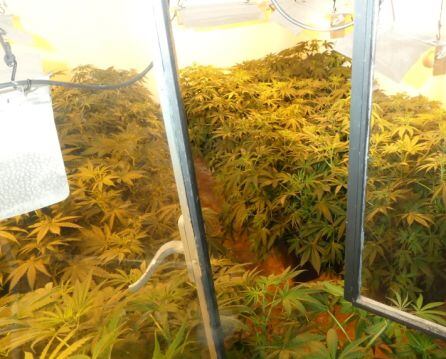 Dos detenidos e incautadas 806 plantas de marihuana en Jaén