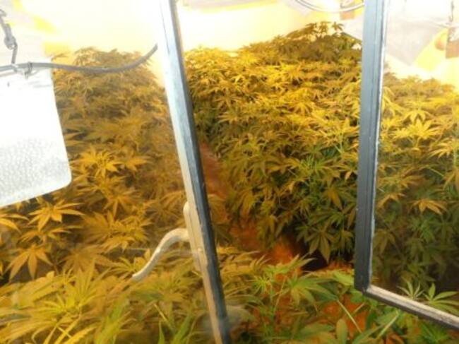 Dos detenidos e incautadas 806 plantas de marihuana en Jaén