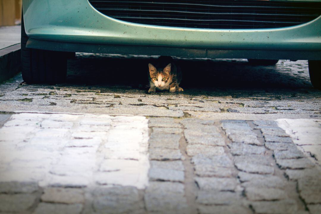 Los gatos callejeros, un problema de salubridad