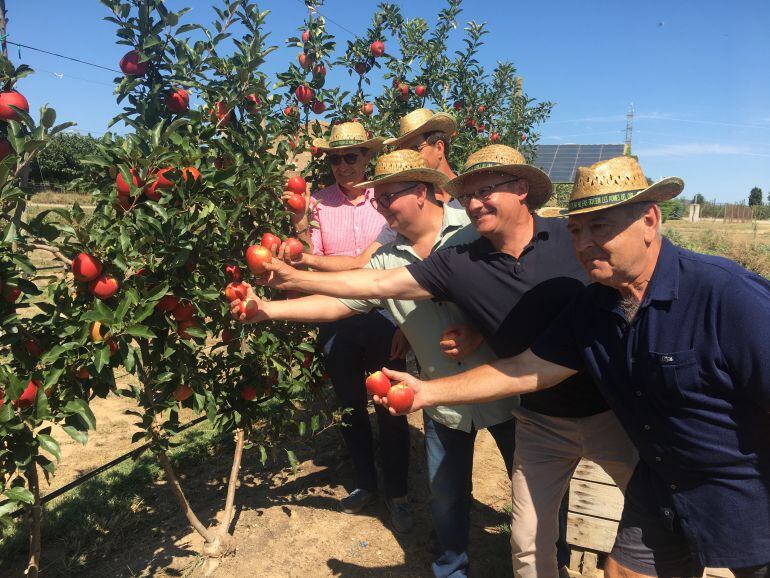 El cuiner Pep Nogué ha apadrinat la collita simbòlica de la primera poma de Girona al Mas Badia