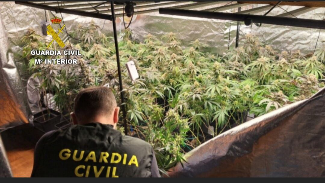 La Guardia Civil investiga a un vecino de Oia que cultivaba marihuana en un galpón