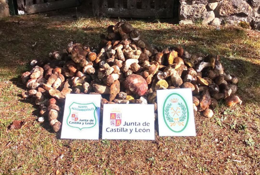 Imagen de las setas decomisadas por los agentes medioambientales