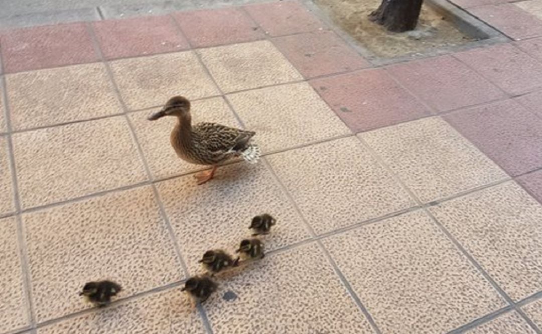 Los patos pasean tranquilamente por Zaragoza.