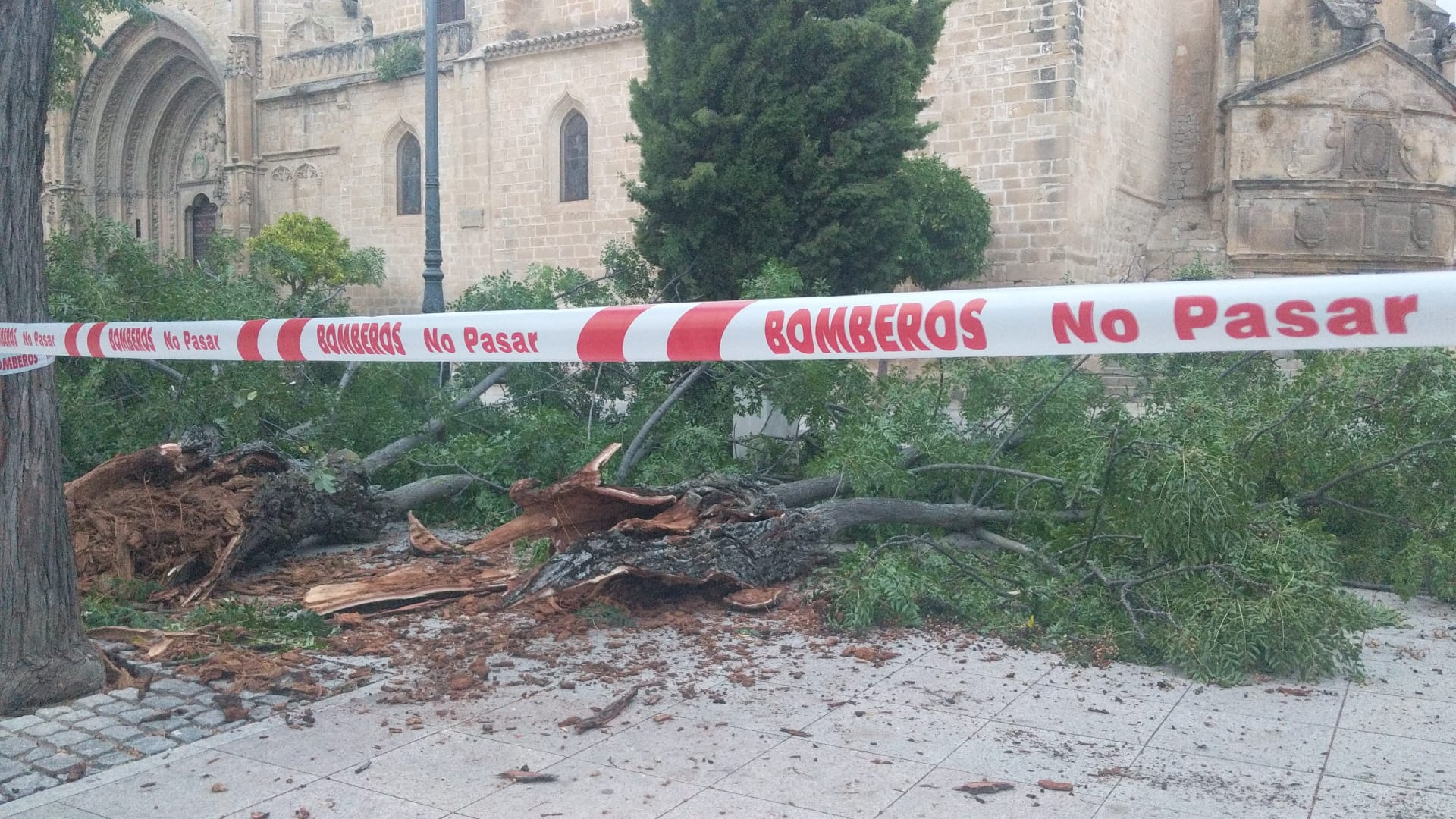 Un ejemplar de cinamomo caído en la Plaza 1º de Mayo la tarde de este pasado domingo