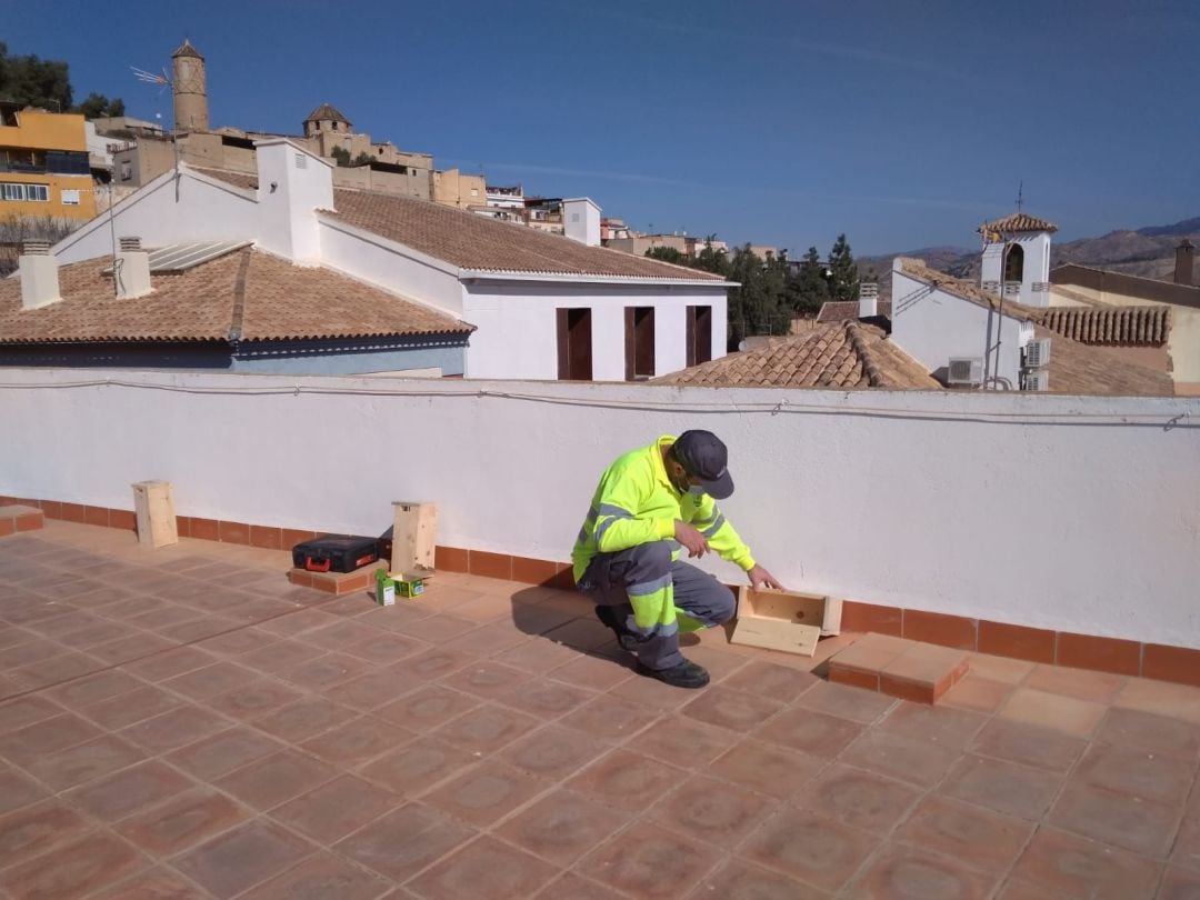 Instalan casas nido en edificios públicos de Lorca para facilitar la cría del vencejo. 
 