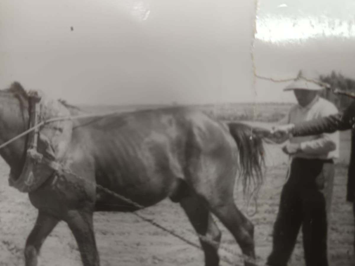 Entrevista a Quico Llopis, premio de L' ETNO Bernat Capó de cultura popular por su trabajo 'Gent de carro'.