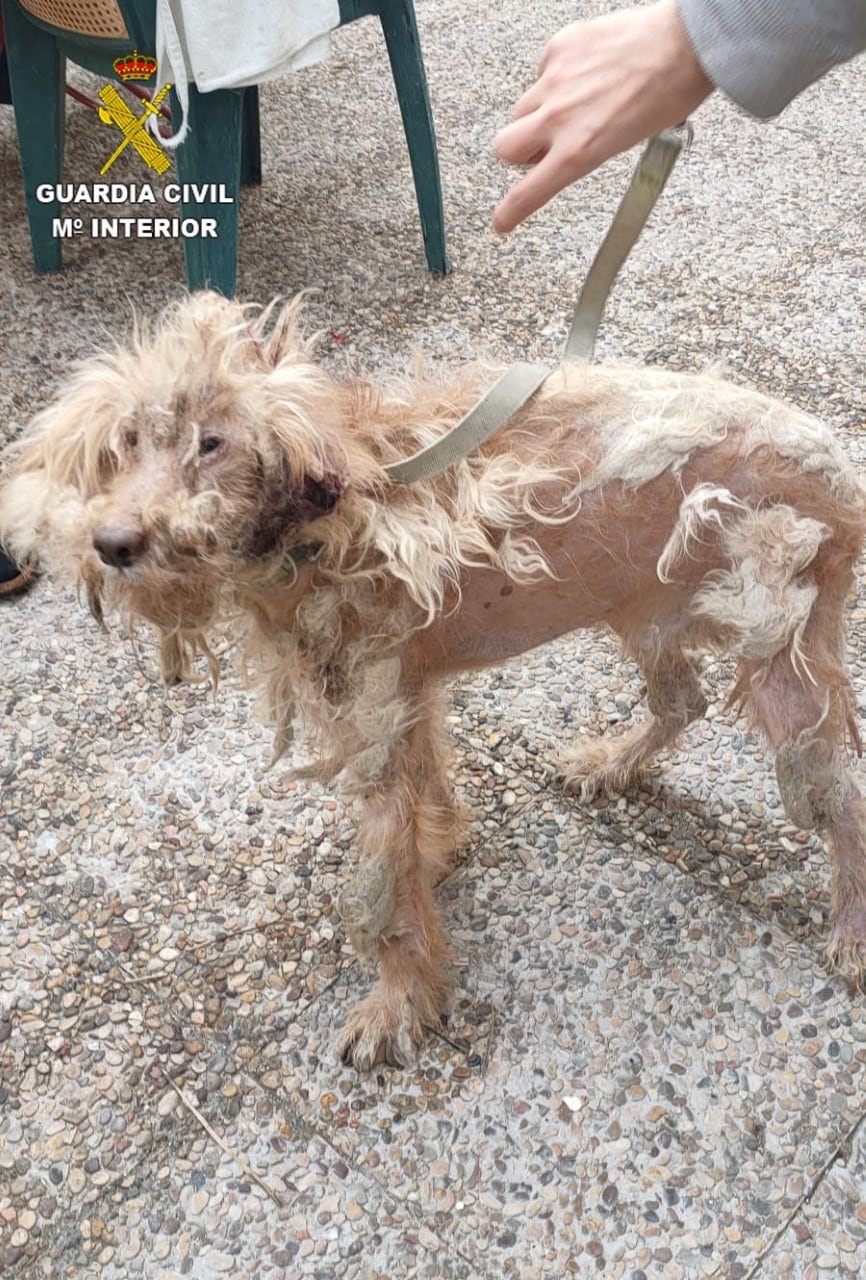 Perro recogido por el Seprona