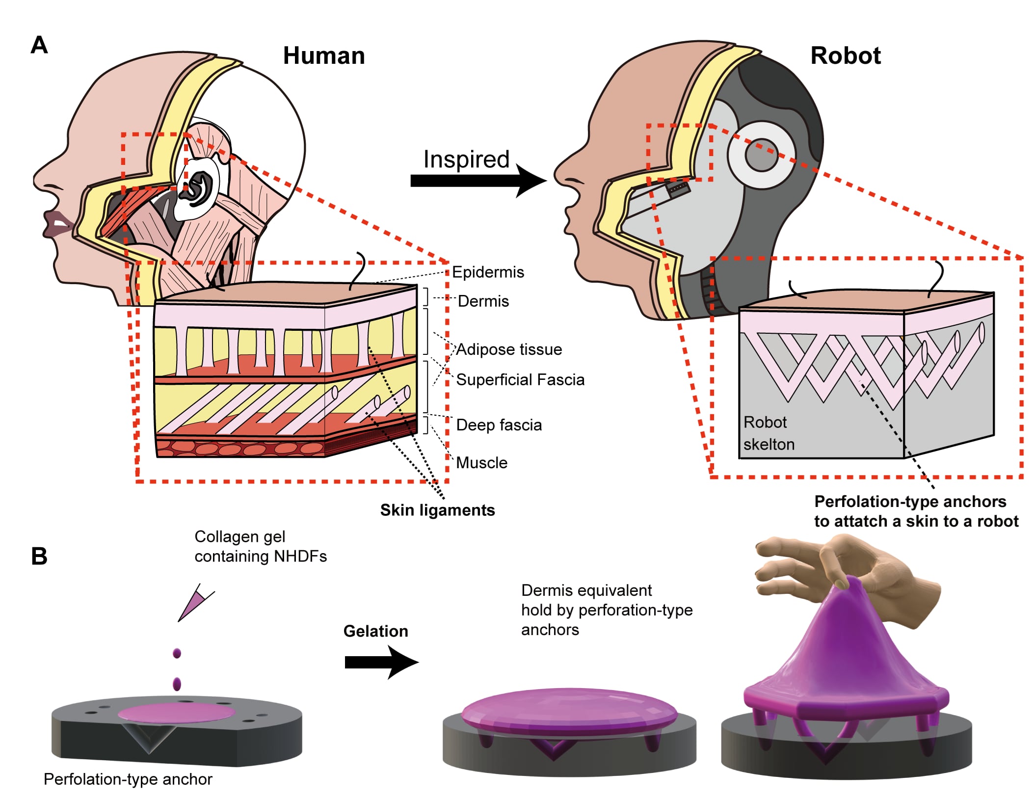 El tejido cutáneo diseñado y la forma en que se adhiere a la compleja estructura subyacente de las características del robot se inspiraron en los ligamentos de la piel de los tejidos humanos.
©2024 Takeuchi et al. CC-BY-ND