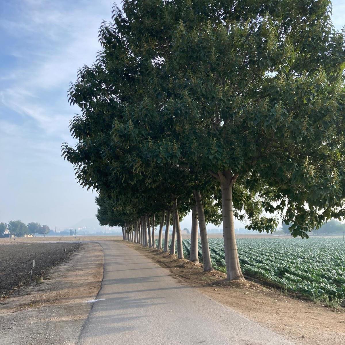 Arboles en el término de Villena