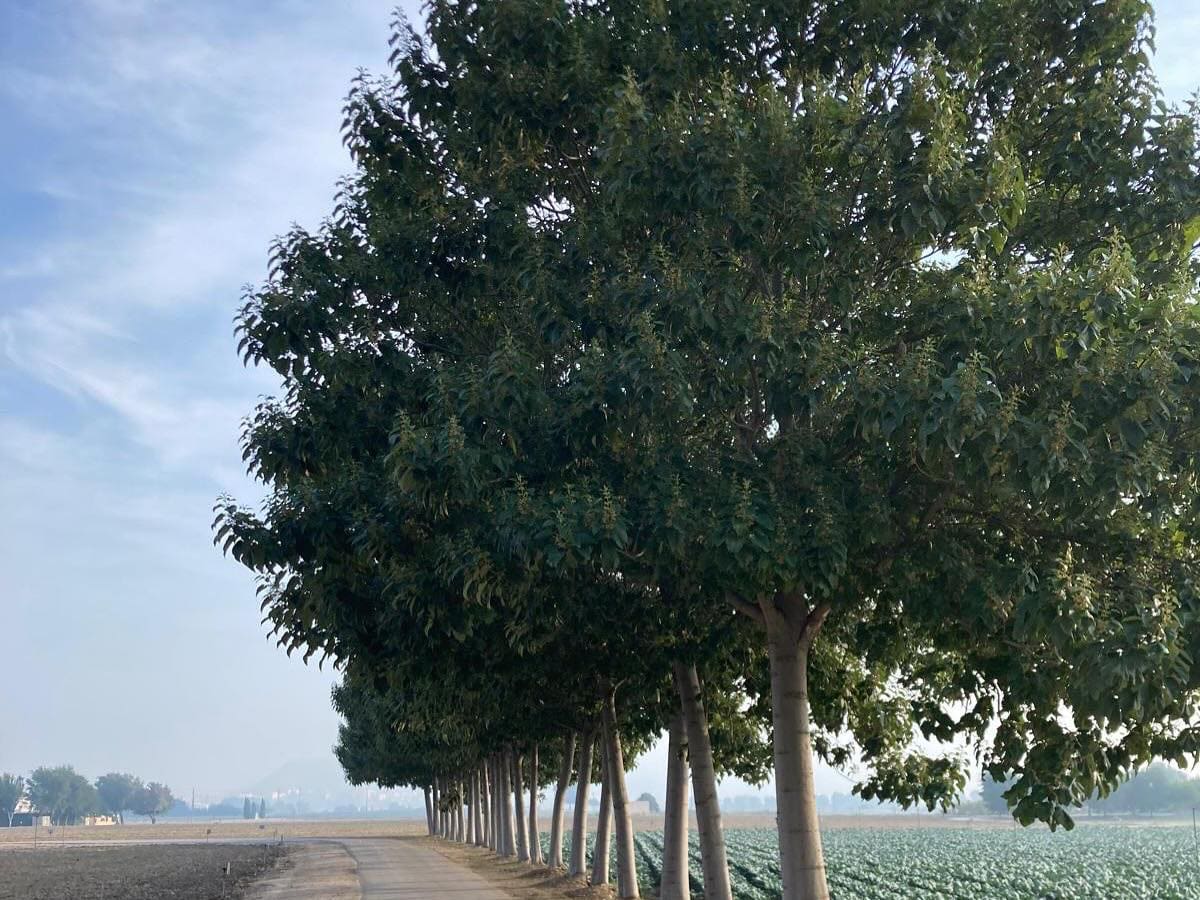 Medio Ambiente repone 30 ejemplares con su Plan de Arbolado