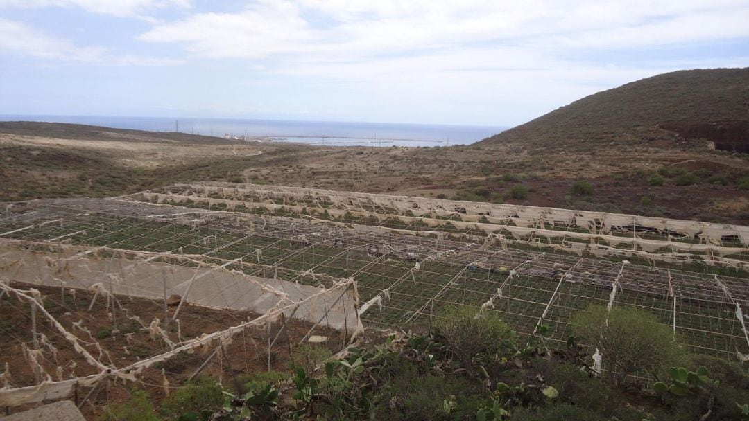 Invernaderos abandonados en Tenerife