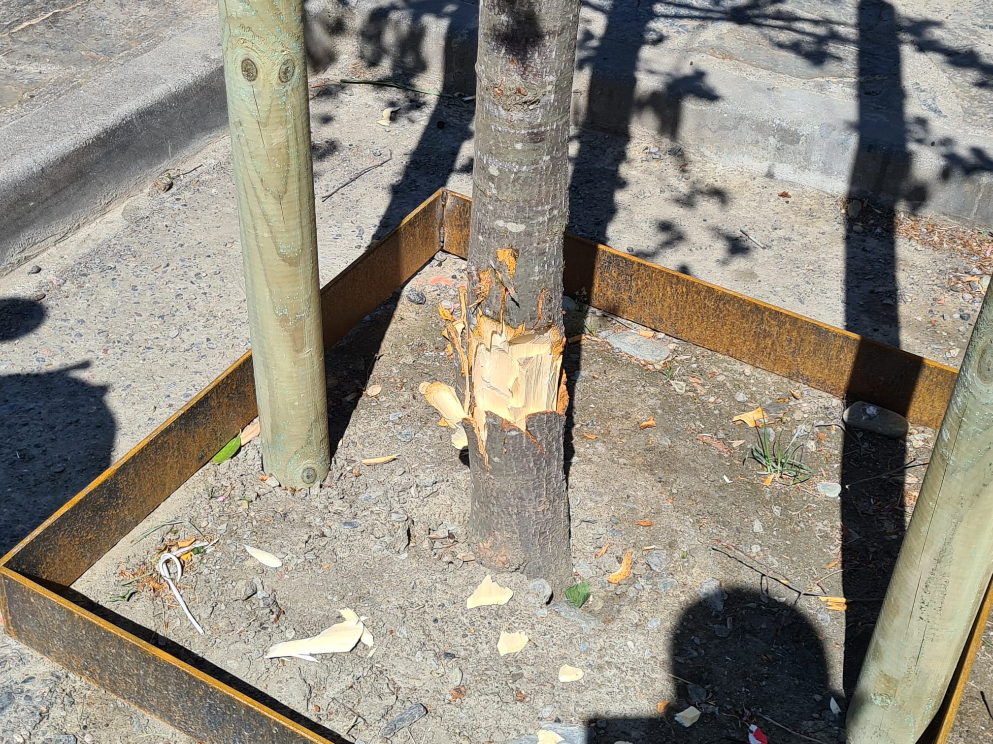 Estat d'un dels arbres "atacats" al Parc del Riuet de Sort. Foto: ACN.