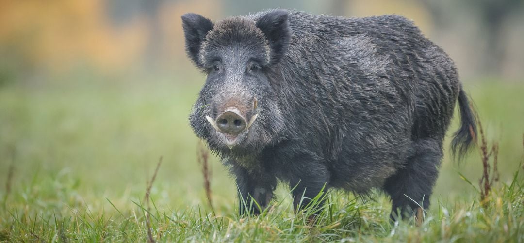 Los jabalíes, junto con ciervos y cabras montesas, están causando daños en cultivos de agricultores de Sierra Mágina