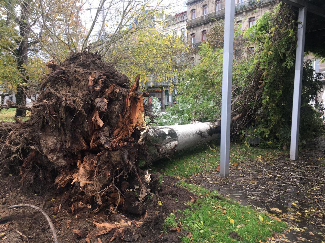 Árbol caído por la acción del viento en los jardines de Montero Ríos, en Vigo, durante el temporal de este jueves.