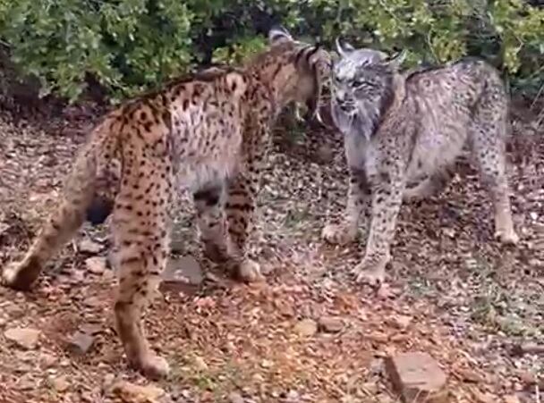 Dos linces luchan a cabezazos en Castellar de Santiago, en Ciudad Real