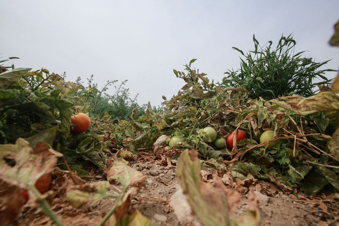 Cultivo de tomates en una imagen de archivo