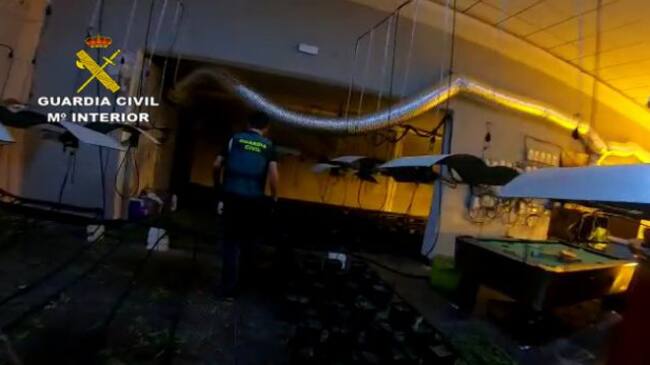 Los agentes encontraron 850 plantas, de las que ya se habían recolectado 80 kilos de cogollos de marihuana en estado de secado, así como otros 12 kilos de picadura y hojas de marihuana en avanzado estado de secado.