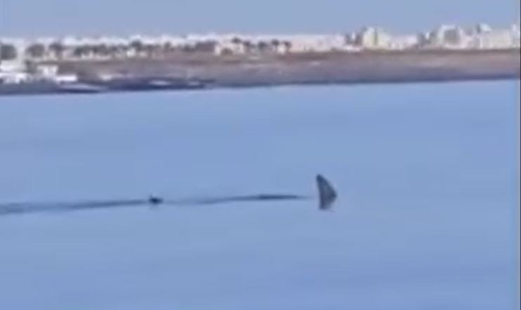 Imágenes de un tiburón martillo en la bahía de Arrecife, Lanzarote.