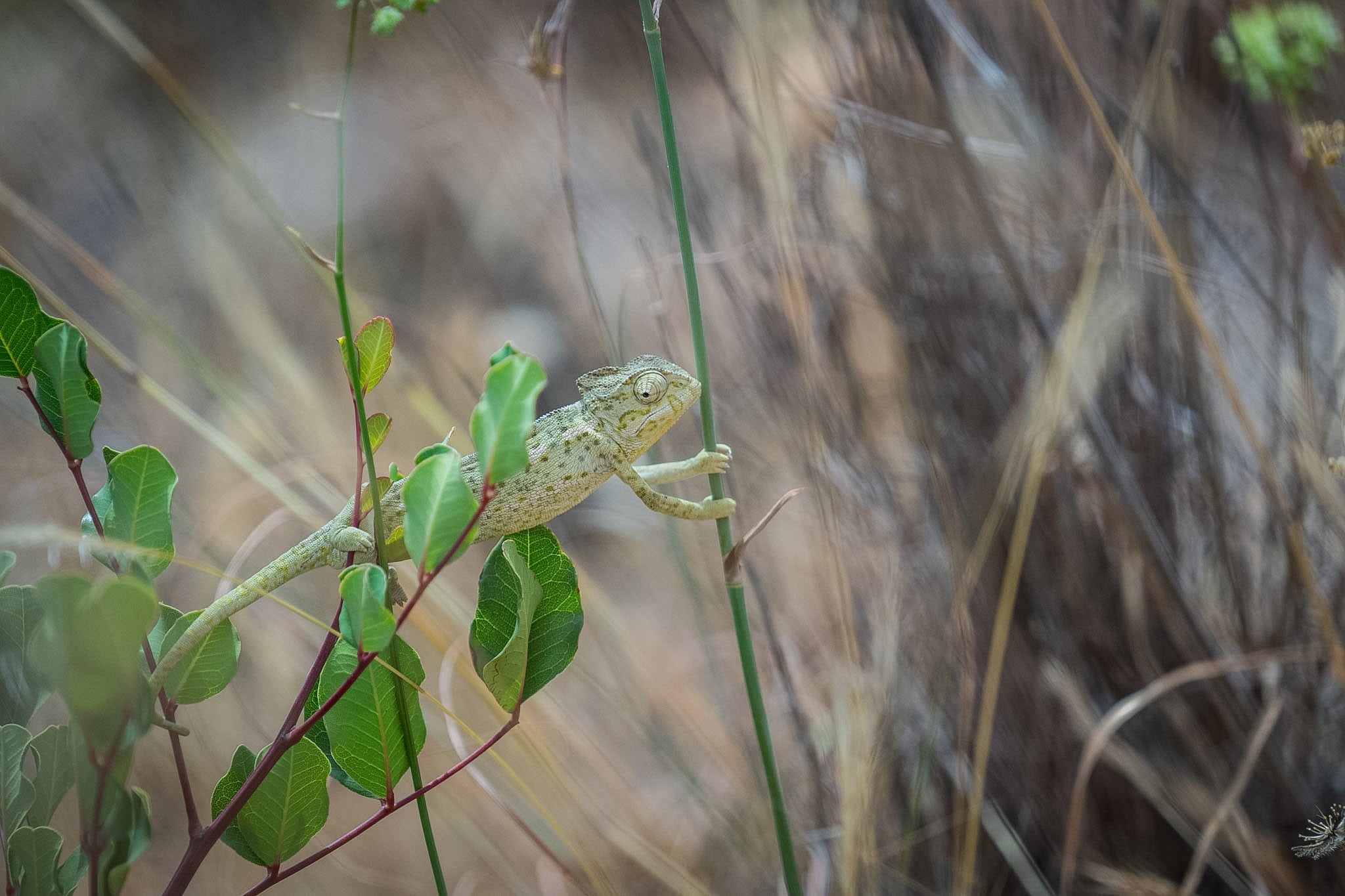 Suelta de camaleones