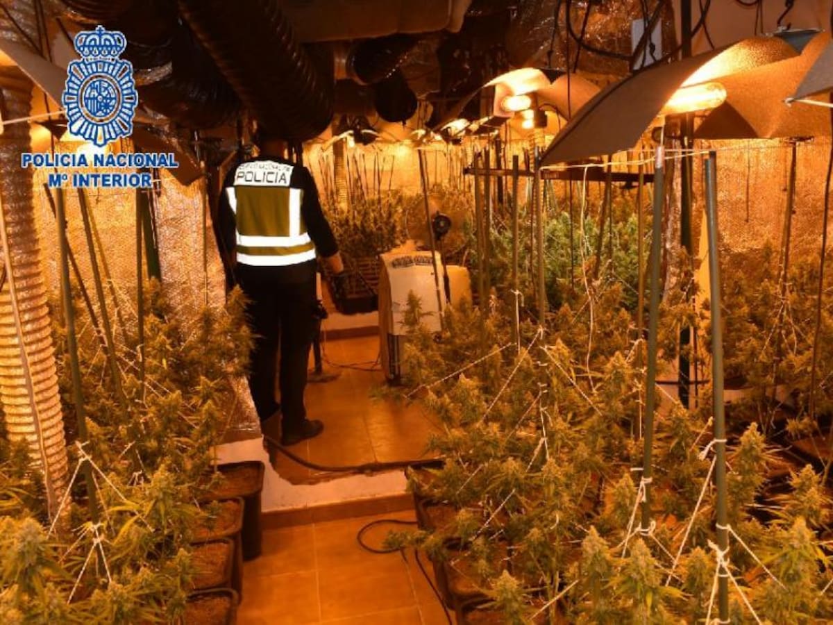 Desmantelada una plantación de marihuana en Alcázar con más de 500 plantas