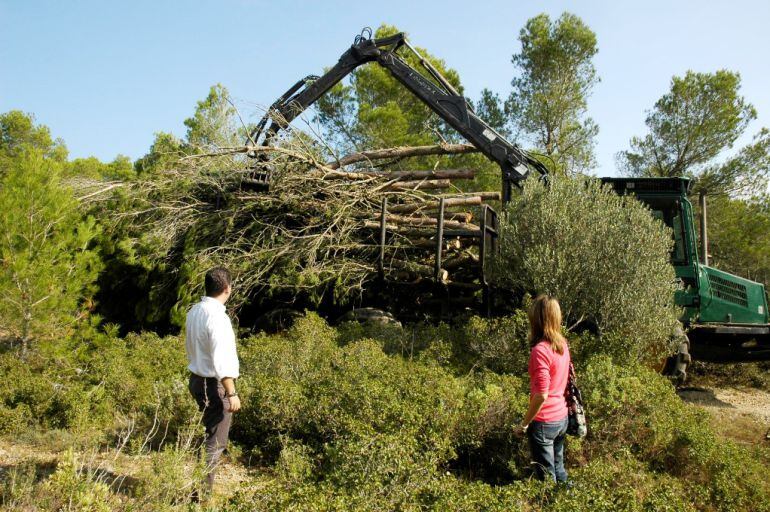 La tala de fusta ja ha començat al Montgrí