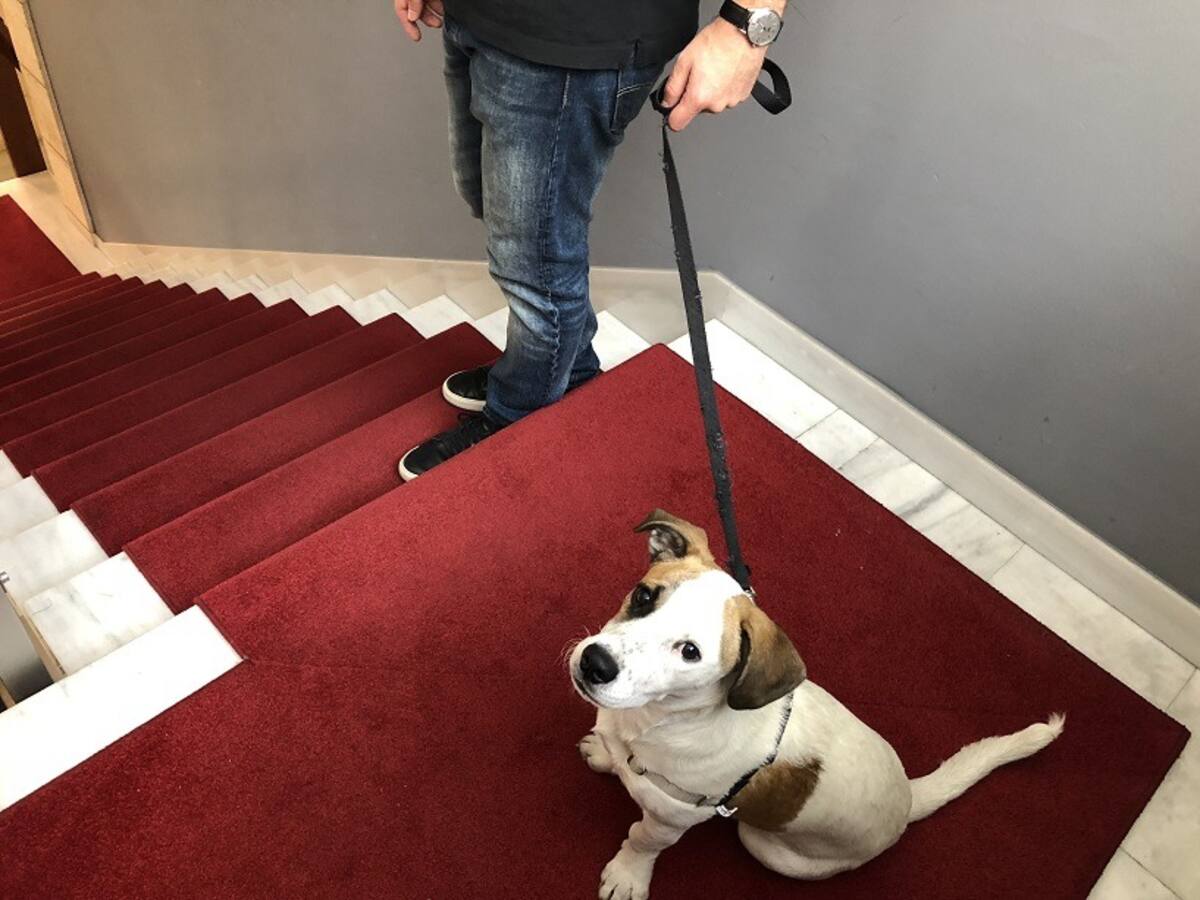 Ayuntamiento de Ronda anuncia que los monumentos municipales serán ‘pets friendly’