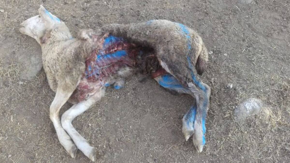 Entrevista a Alfredo Berrocal, presidente de UGAMA, sobre las nuevas ayudas anunciadas por la Comunidad de Madrid