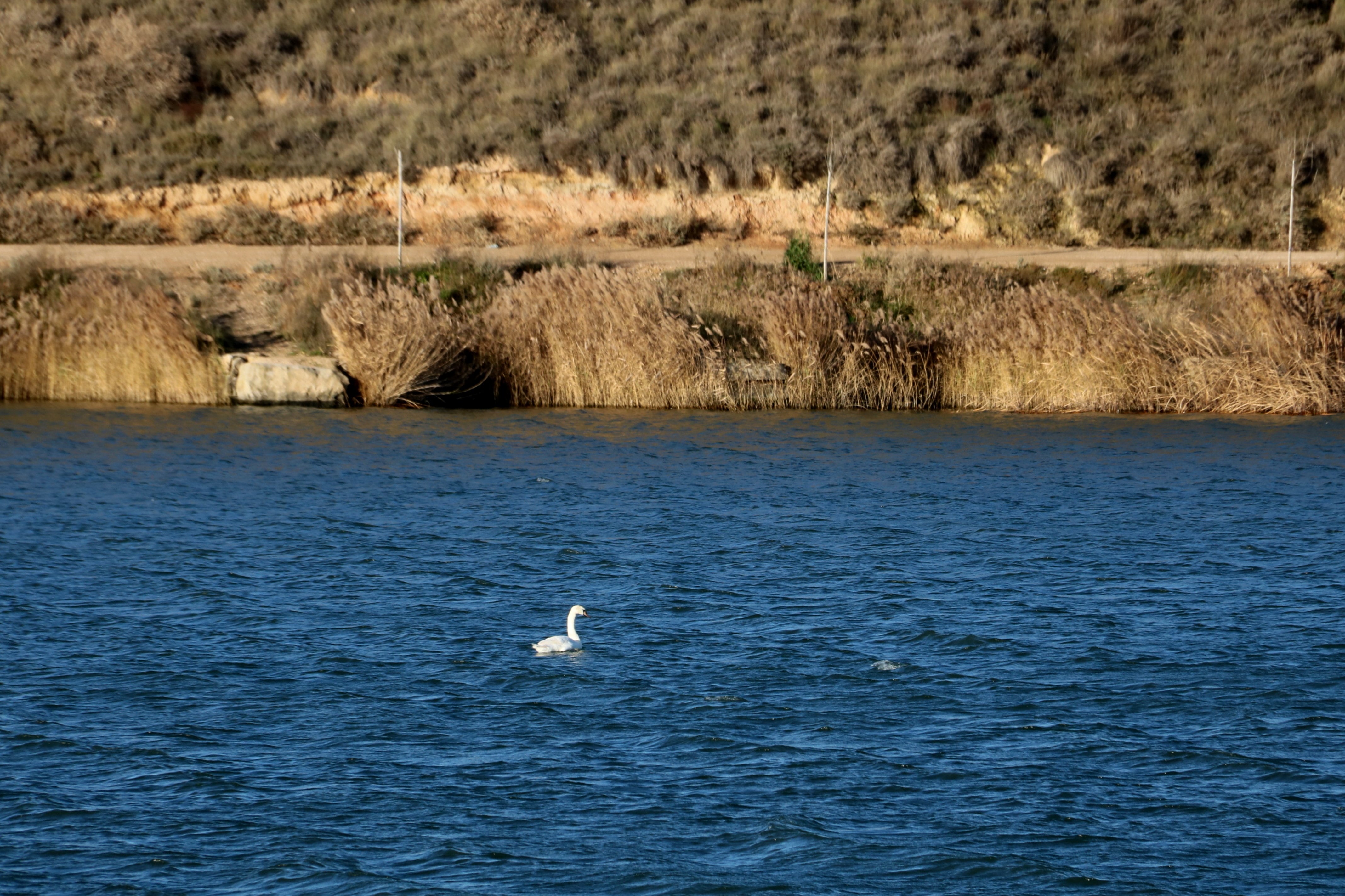 Pla obert del pantà d&#039;Utxesa amb un cigne navegant per l&#039;aigua. Foto: ACN.