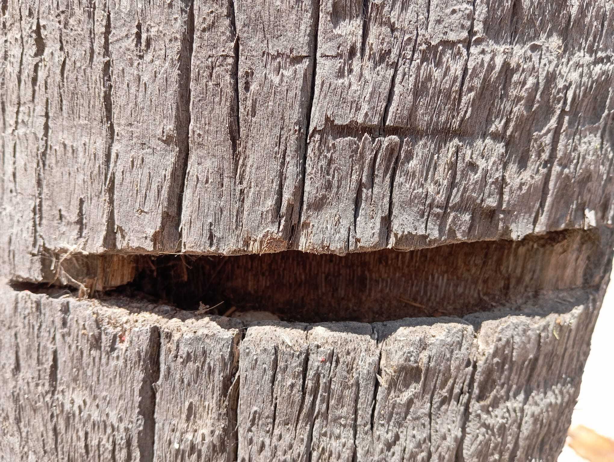 Así ha quedado el tronco de la palmera que se ha intentado talar.