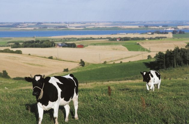 La alimentación del animal es clave para el sabor de la leche.