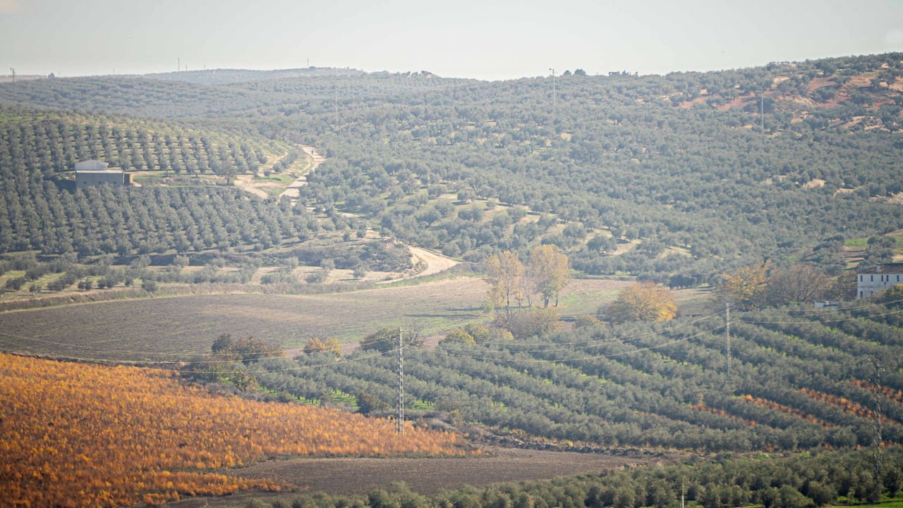 Campos de olivos en Granada