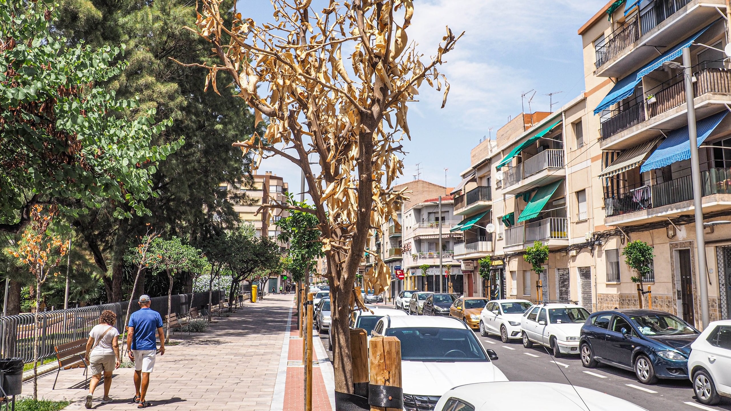 El trasplante de árboles supone un estrés para sus raíces, que deben adaptarse a un nuevo entorno