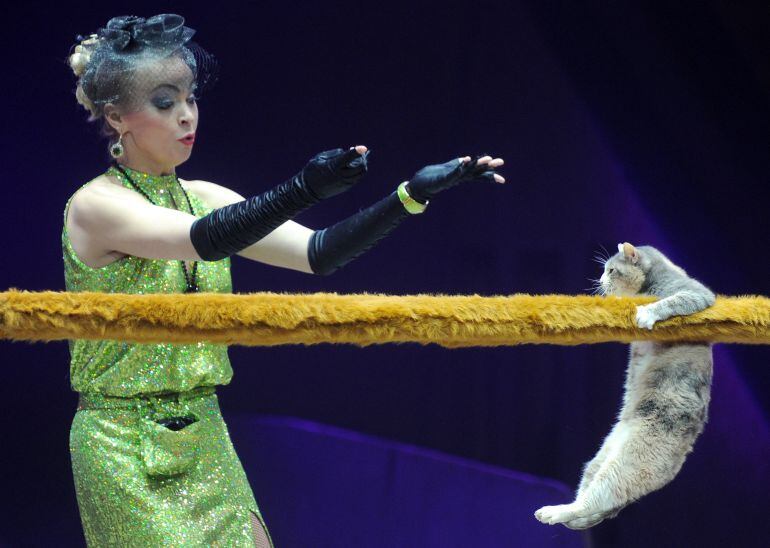 Gatos equilibristas en el Circo Estatal de Bielorusia.