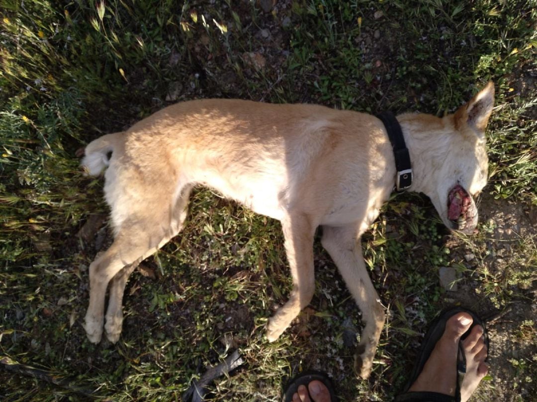 Perro abatido por disparos en Aldeire.