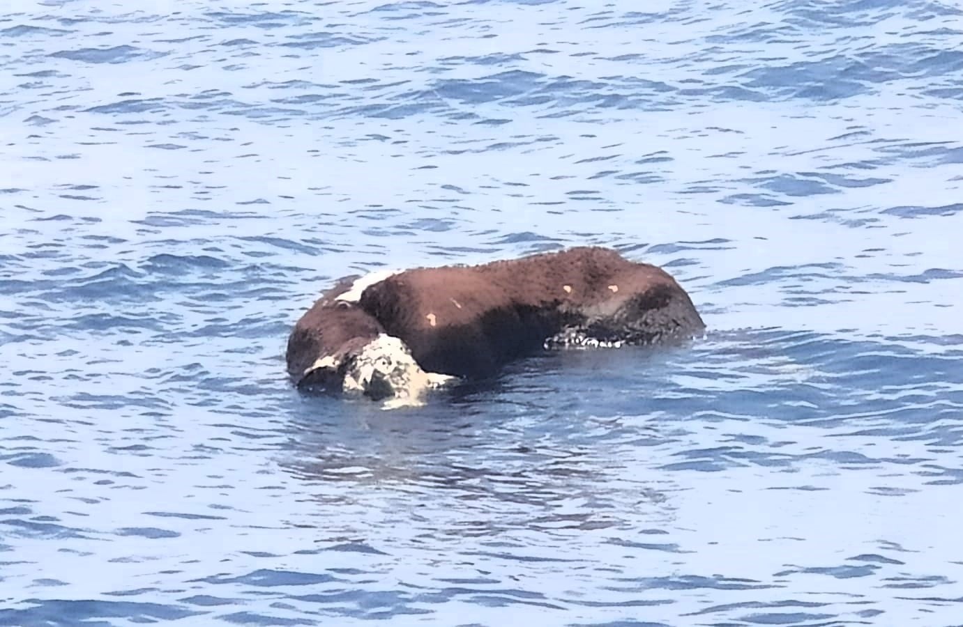 Cadáver de una vaca flotando a cuatro millas de la capital de Lanzarote.