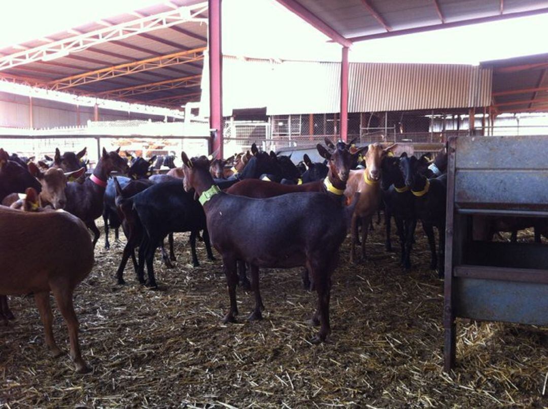 Ovino y caprino son las cabañas ganaderas más perjudicadas por el coronavirus