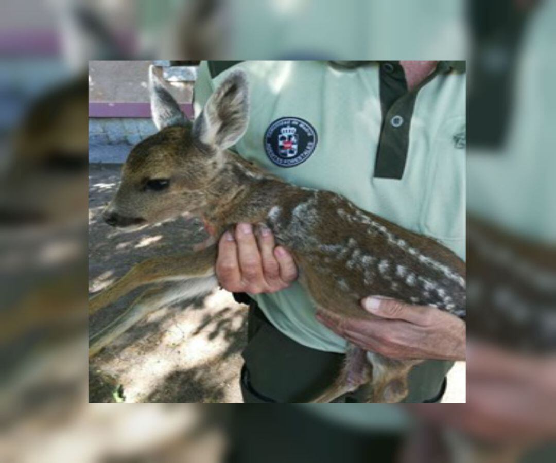 Los Agentes Forestales de la Comunidad de Madrid lo trasladaron al Centro de Recuperación de Animales Silvestres (CRAS) 