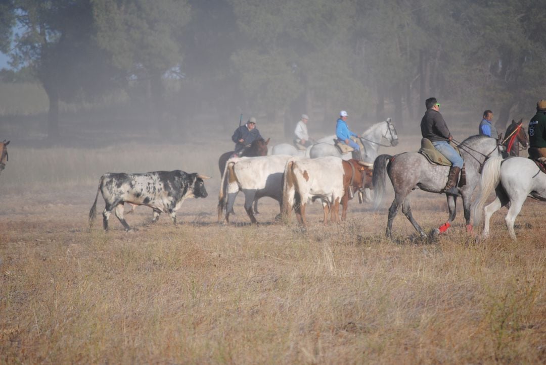 Toros y caballistas se dirigen hacia Medina del Campo en el encierro de este viernes