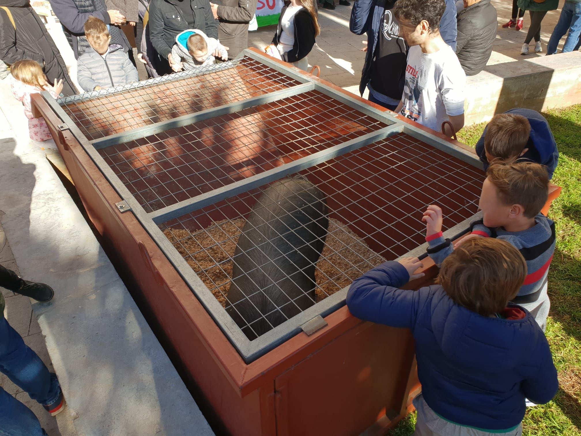 Imagen del cerdo rifado en pasadas ediciones