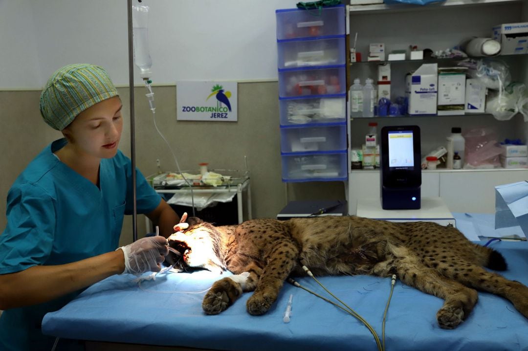 La hembra de lince ibérico durante la operación quirúrgica.