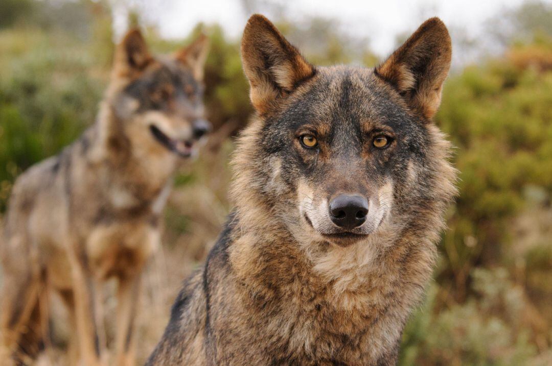 Lobo Ibérico. WWF