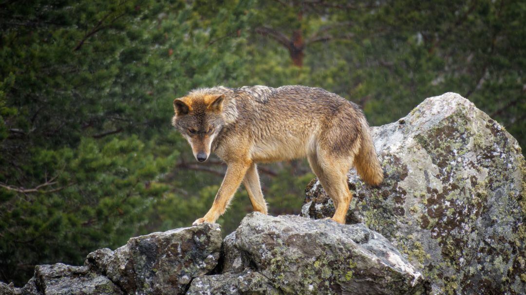 El centro Viñalta organiza una jornada para abordar la coexistencia entre lobos y ganadería extensiva