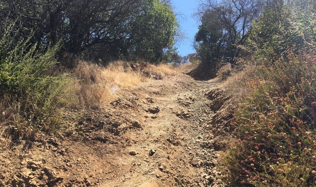 Descubre al perro escondido en la imagen.