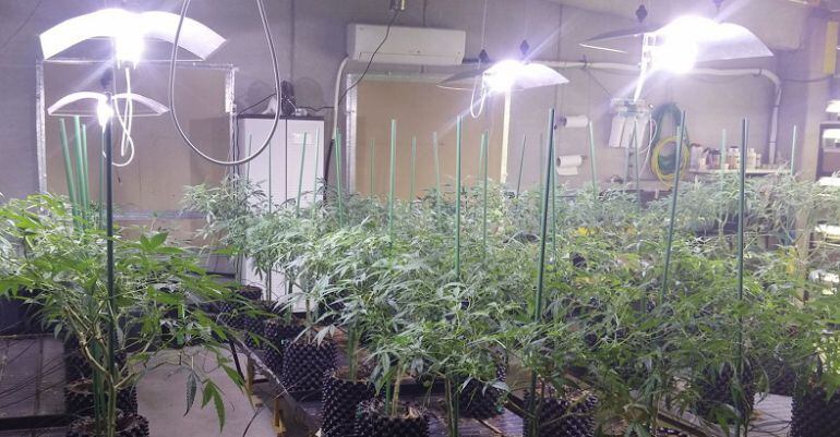 La plantació de Vilablareix.