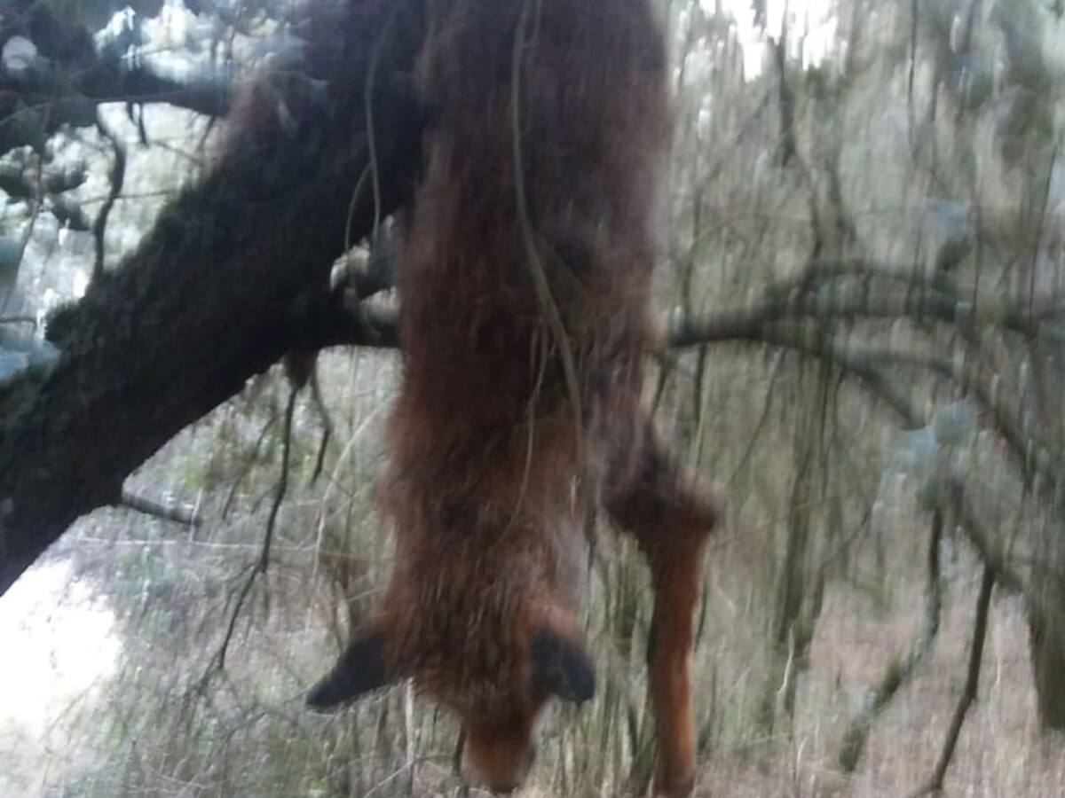 Denuncian la aparición de un zorro colgado en el Valle de San Juan