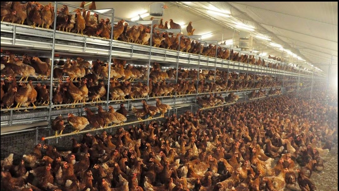 Macrogranja avícola