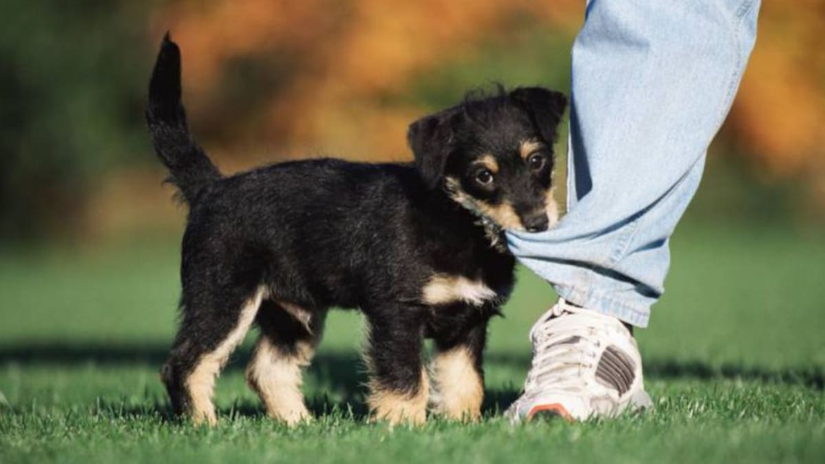 Can de Luna: La importancia del juego en perros