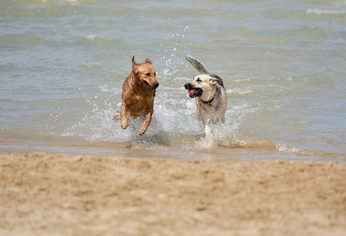 Archivo Animales en la playa