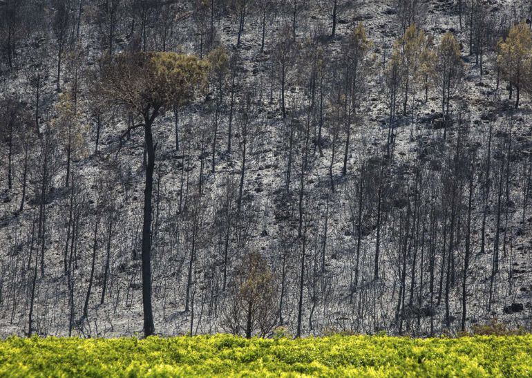  Estado en el que ha quedado la superficie afectada, cerca de 1600 hectáreas, por el incendio forestal declarado ayer en la zona de Barraca de Aguas Vivas, en el término municipal de Carcaixent.